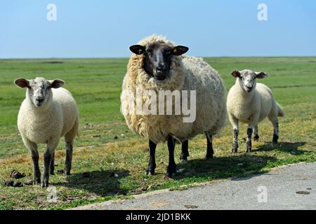 Suffolk-Schafe, Muttertier mit zwei Lämmern auf einer Sumpfweide in der Nähe von Westerhever, Nationalpark Schleswig-Holsteinisches Wattenmeer, Deutschland Stockfoto