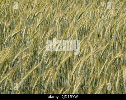 Sieversdorf, Deutschland. 13.. Juni 2022. Roggen (Secale cereale) wächst auf einem Feld. Quelle: Patrick Pleul/dpa/Alamy Live News Stockfoto