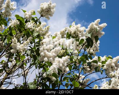 Weißer Flieder (Syringa vulgaris) blüht vor blauem Himmel, Nordrhein-Westfalen, Deutschland Stockfoto