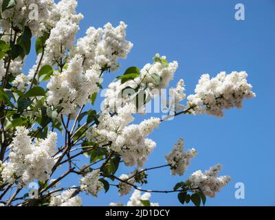 Weißer Flieder (Syringa vulgaris) blüht vor blauem Himmel, Nordrhein-Westfalen, Deutschland Stockfoto