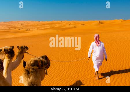 Ein beduine, der seine Kamele (Camelus dromedarius) durch die Wahiba Sands, oder Ramlat al-Wahiba, oder Sharqiya Sands, Omans größte Wüste, Sultanat, führt Stockfoto