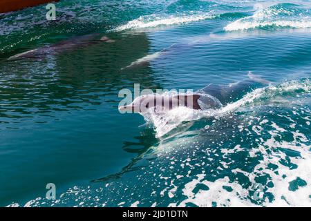 Delphine (Delphinus delphis), Fjorde oder Khor von Musandam, Musandam, Sultanat von Oman Stockfoto