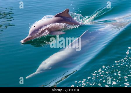 Delphine (Delphinus delphis), Fjorde oder Khor von Musandam, Musandam, Sultanat von Oman Stockfoto