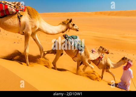 Ein beduine, der seine Kamele (Camelus dromedarius) durch die Wahiba Sands, oder Ramlat al-Wahiba, oder Sharqiya Sands, Omans größte Wüste, Sultanat, führt Stockfoto