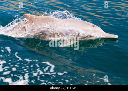 Delphine (Delphinus delphis), Fjorde oder Khor von Musandam, Musandam, Sultanat von Oman Stockfoto