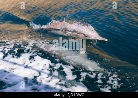 Delphine (Delphinus delphis), Fjorde oder Khor von Musandam, Musandam, Sultanat von Oman Stockfoto