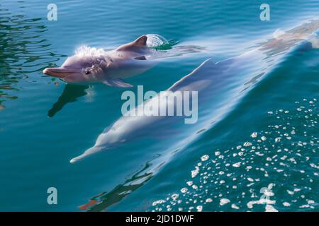 Delphine (Delphinus delphis), Fjorde oder Khor von Musandam, Musandam, Sultanat von Oman Stockfoto