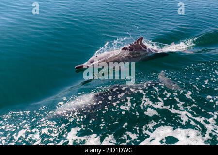 Delphine (Delphinus delphis), Fjorde oder Khor von Musandam, Musandam, Sultanat von Oman Stockfoto