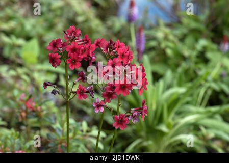 Roter Gartenphlox (Phlox paniculata), Bayern, Deutschland Stockfoto