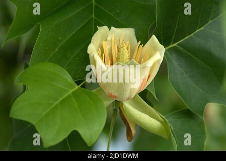 Blume von Tulpenbaum (Liriodendron tulipifera), Bayern, Deutschland Stockfoto