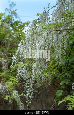 Weiße chinesische Glyzinie (Wisteria sinensis), Sorte Alba (Alba), Bayern Deutschland Stockfoto