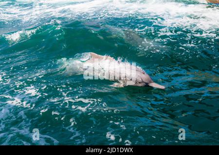 Delphine (Delphinus delphis), Fjorde oder Khor von Musandam, Musandam, Sultanat von Oman Stockfoto