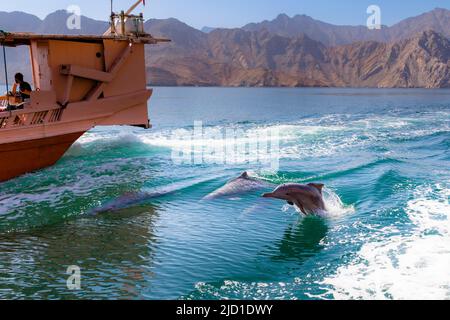 Delphine (Delphinus delphis), Fjorde oder Khor von Musandam, Musandam, Sultanat von Oman Stockfoto