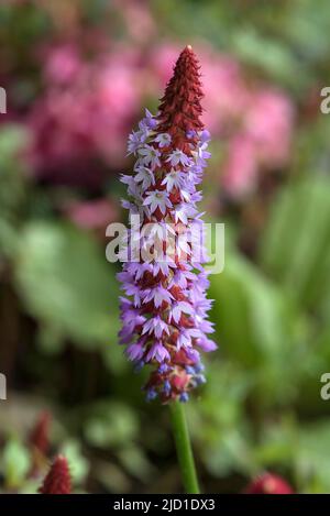 Orchid Primel (Primula vialii), Bayern, Deutschland Stockfoto