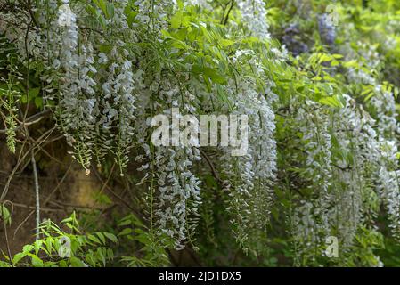 Weiße chinesische Glyzinie (Wisteria sinensis), Sorte Alba (Alba), Bayern Deutschland Stockfoto