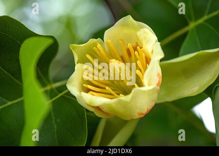 Blume von Tulpenbaum (Liriodendron tulipifera), Bayern, Deutschland Stockfoto