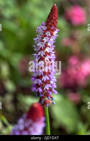 Orchid Primel (Primula vialii), Bayern, Deutschland Stockfoto