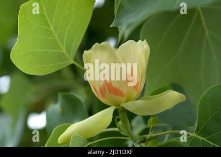 Blume von Tulpenbaum (Liriodendron tulipifera), Bayern, Deutschland Stockfoto