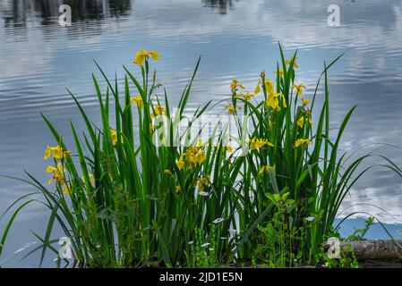 Blühende gelbe Flagge (Iris pseudacorus) im Schlosspark Dennenlohe, Mittelfranken, Bayern, Deutschland Stockfoto