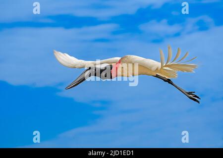 Jabiru (Jabiru mycteria) im Flug, Pantanal, Brasilien Stockfoto