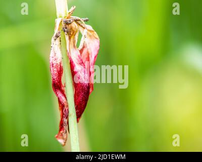 Faded Tulip (Tulipa), Leoben, Steiermark, Österreich Stockfoto