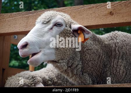 Schafe kleben Kopf durch Holzzaun Stockfoto