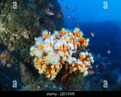 Korallenkolonie (Dendrophyllia ramea) im Mittelmeer Stockfoto