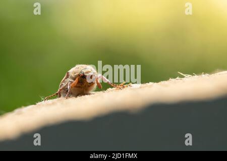 Hahnenkäfer Melolontha melolontha auf einem Makrofoto mit Holzhacken. Stockfoto