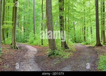 Laubwald im Frühjahr, Wanderwegengabel, Nordrhein-Westfalen, Deutschland Stockfoto