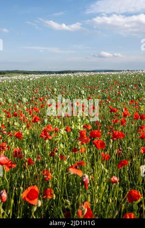 Feld mit Waldviertel-Graumohn, Opiummohn (Papaver somniferum), Niederösterreich, Österreich Stockfoto