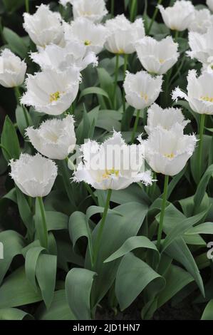 Weiße Tulpen (Tulipa) Nordpol blühen im April in einem Garten Stockfoto
