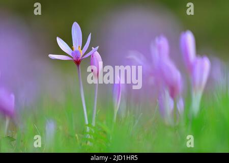 Herbstcrocus (Colchicum autumnale), blühend, nasse Wiese, Deggenhausertal, Linzgau, Baden-Württemberg, Deutschland Stockfoto