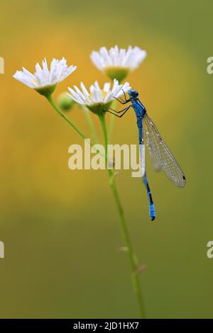 Hufeisendamselfly (Coenagrion puella), Libellen, Zielfinger gesehen, Naturpark Obere Donau, Baden-Württemberg, Deutschland Stockfoto