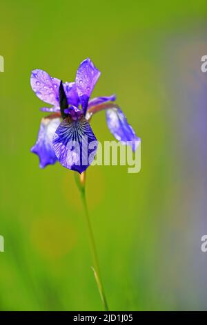 Sibirische Iris (Iris sibirica), Liliaceae, nasse Wiese, Murnauer Moos, Murnau, Oberbayern, Bayern, Deutschland Stockfoto