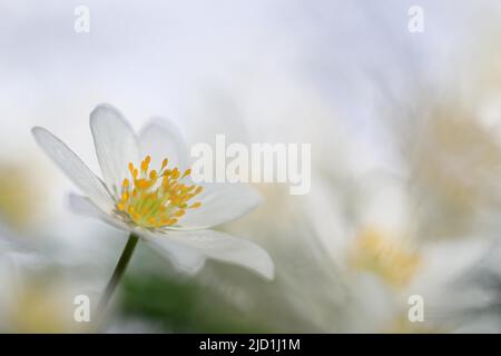 Holzanemone (Anemone nemorosa), Ranunculaceae, Blume, Frühling, Waldrand, Krauchenwies, Naturpark Obere Donau, Baden-Württemberg, Deutschland Stockfoto