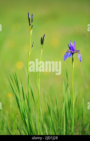 Sibirische Iris (Iris sibirica), Liliaceae, nasse Wiese, Murnauer Moos, Murnau, Oberbayern, Bayern, Deutschland Stockfoto