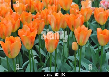 Fosteriana Tulpen (Tulipa) der orangene Kaiser blüht im März in einem Garten Stockfoto