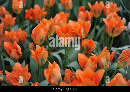 Fosteriana Tulpen (Tulipa) der orangene Kaiser blüht im April in einem Garten Stockfoto