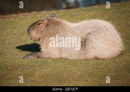 Capybara liegt auf der Wiese. Großes Nagetier aus Südamerika. Säugetierfoto Stockfoto