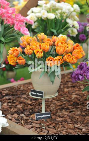 Ein Bouquet von Pfingstrosen-blühenden Double Late Tulpen (Tulipa) Orange Princess auf einer Ausstellung im Mai Stockfoto