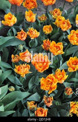 Pfingstrose-blühte im April blühen in einem Garten die Doppel-Tulpen (Tulipa) Orange Princess Stockfoto