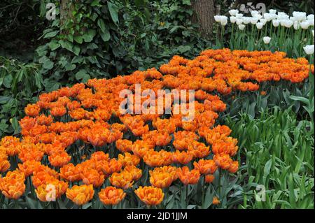 Pfingstrose-blühte im April blühen in einem Garten die Doppel-Tulpen (Tulipa) Orange Princess Stockfoto