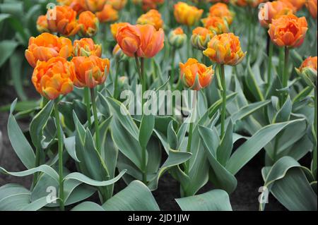 Orange Double Early Tulpen (Tulipa) Orange Princess Design mit buntem Laub blühen im April in einem Garten Stockfoto