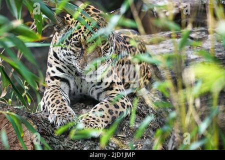 Jaguar liegt hinter Gras. Geflecktes Fell, getarnt lauert. Die große Katze ist ein Raubtier. Schauen Sie zum Betrachter. Tierfoto eines Jägers Stockfoto