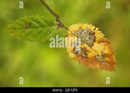 Im Herbst in Eppstein, Taunus, Hessen, mit zwei Blättern geernter Kupferbuche (Fagus sylvatica) Stockfoto