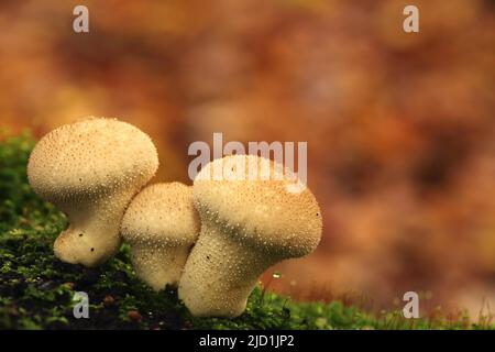 Drei gewöhnliche Kugelbälle (Lycoperdon perlatum) in Eppstein, Taunus, Hessen, Deutschland Stockfoto