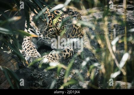 Jaguar liegt hinter Gras. Geflecktes Fell, getarnt lauert. Die große Katze ist ein Raubtier. Schauen Sie zum Betrachter. Tierfoto eines Jägers Stockfoto