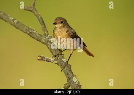 Weiblicher Rottenstarr (Phoenicurus phoenicurus) in Hofheim, Taunus, Hessen, Deutschland Stockfoto