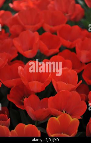 Red Darwin Hybride Tulpen (Tulipa) Orange van Eijk blüht im April in einem Garten Stockfoto