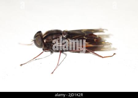 Große Augen fliegen isoliert auf einem natürlichen weißen Hintergrund Stockfoto